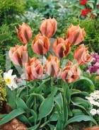 Tulipano viridiflora rosa N1901645