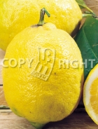 Limone AG37