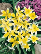 Tulipano tarda giallo G4900452