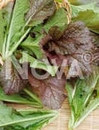 Cavolo baby leaf N1701190