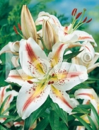 Lilium orientale bianco N1900400