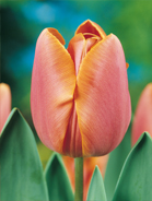 Tulipano triumph