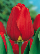 Tulipano darwin hybrid