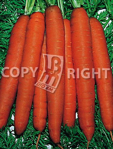 carota nantese di chioggia